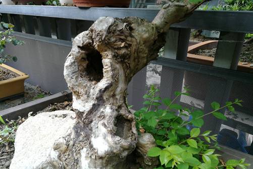 莲子药理国产精品久久久久久久久人妻，自然界的养生宝藏与现代医学的启示